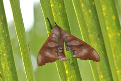 Marumba nympha