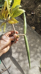 Strophanthus boivinii