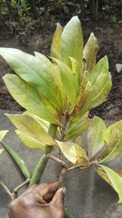 Strophanthus boivinii