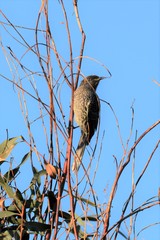 Anthochaera chrysoptera chrysoptera