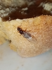 Lasius
