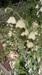 Fritillaria persica