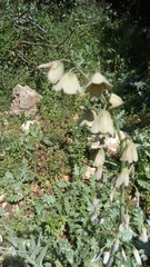 Fritillaria persica