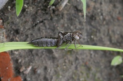 Aeshna mixta
