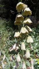 Fritillaria persica
