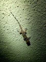 Hemidactylus whitakeri