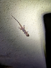 Hemidactylus whitakeri