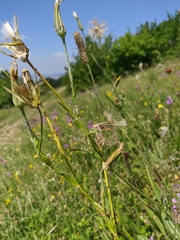 Tragopogon undulatus