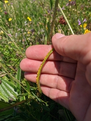 Tragopogon undulatus