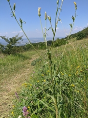 Tragopogon undulatus