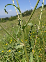 Tragopogon undulatus