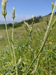 Tragopogon undulatus