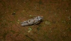 Oxythecta hieroglyphica