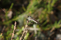 Neoitamus socius