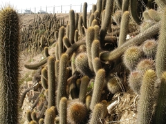 Trichocereus bolligerianus