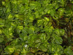 Salvinia molesta