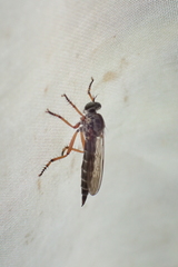 Neomochtherus pallipes