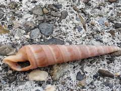 Duplicaria duplicata