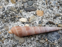 Duplicaria duplicata