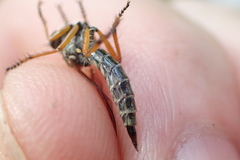 Neomochtherus pallipes