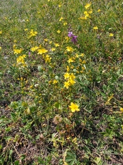Hypericum linarioides