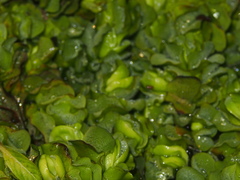 Salvinia molesta