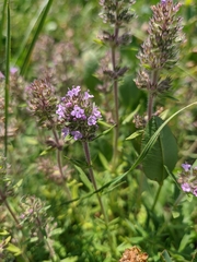 Thymus dzevanovskyi