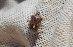 Agonoscelis erosa