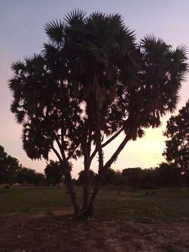 doum palm