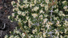 Pseudanthus ovalifolius