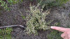 Pseudanthus ovalifolius