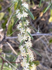Asparagus natalensis