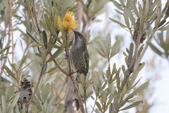 Anthochaera chrysoptera chrysoptera