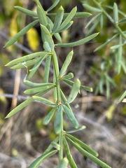 Asparagus natalensis