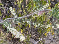 Asparagus natalensis