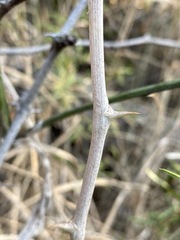 Asparagus natalensis
