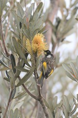 Phylidonyris novaehollandiae novaehollandiae