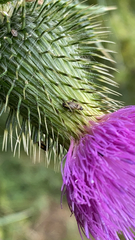 Plagiognathus arbustorum