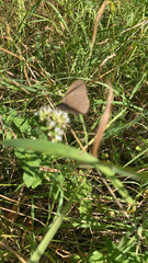 Aphantopus hyperantus