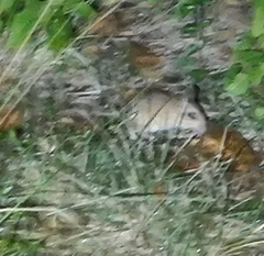 Tatera indica