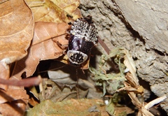 Cartoblatta pulchra