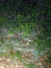 Tatera indica
