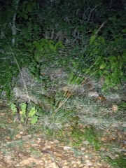 Tatera indica
