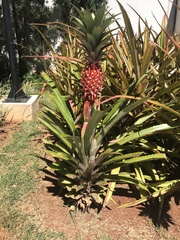 Ananas comosus bracteatus