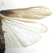 Cyrtotria - Photo Δεν διατηρούνται δικαιώματα, uploaded by Botswanabugs