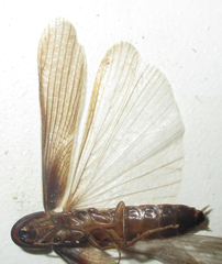 Cyrtotria
