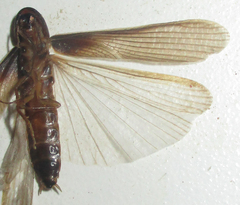 Cyrtotria
