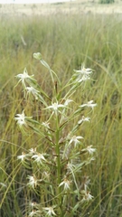 Habenaria nyikana