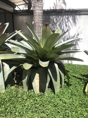 Alcantarea imperialis