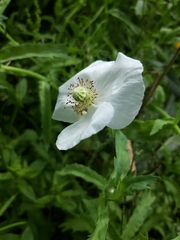 Papaver somniferum